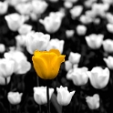 AA 137 D33_5251-Blume-Farbe